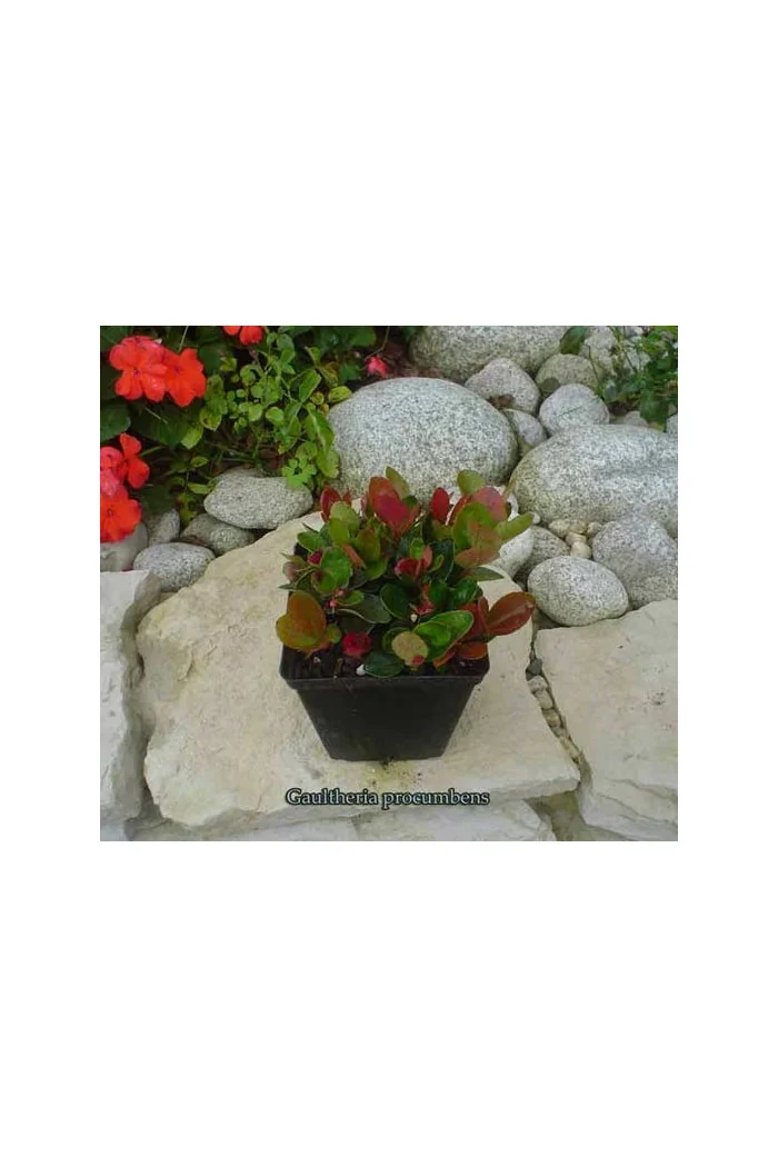 Gloteria rozesłana Gaultheria procumbens