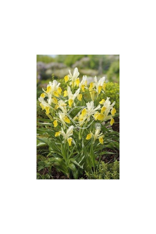 Kosaciec (Irys) bucharski Iris bucharica