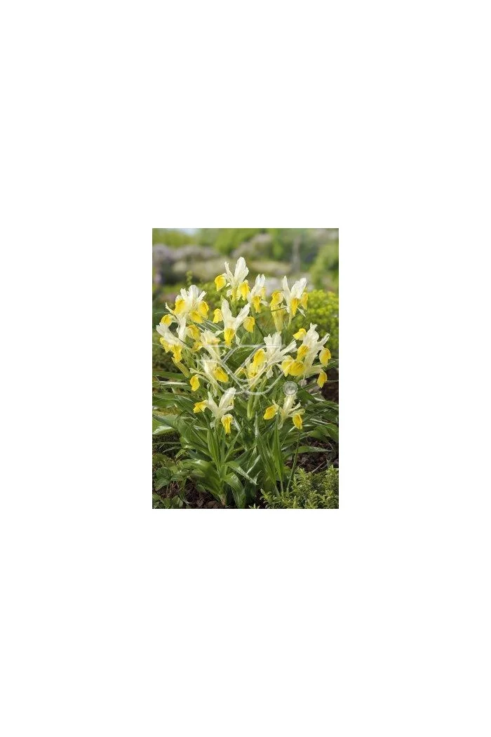 Kosaciec (Irys) bucharski Iris bucharica