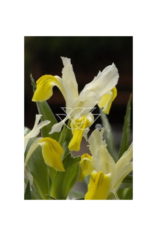 Kosaciec (Irys) bucharski Iris bucharica