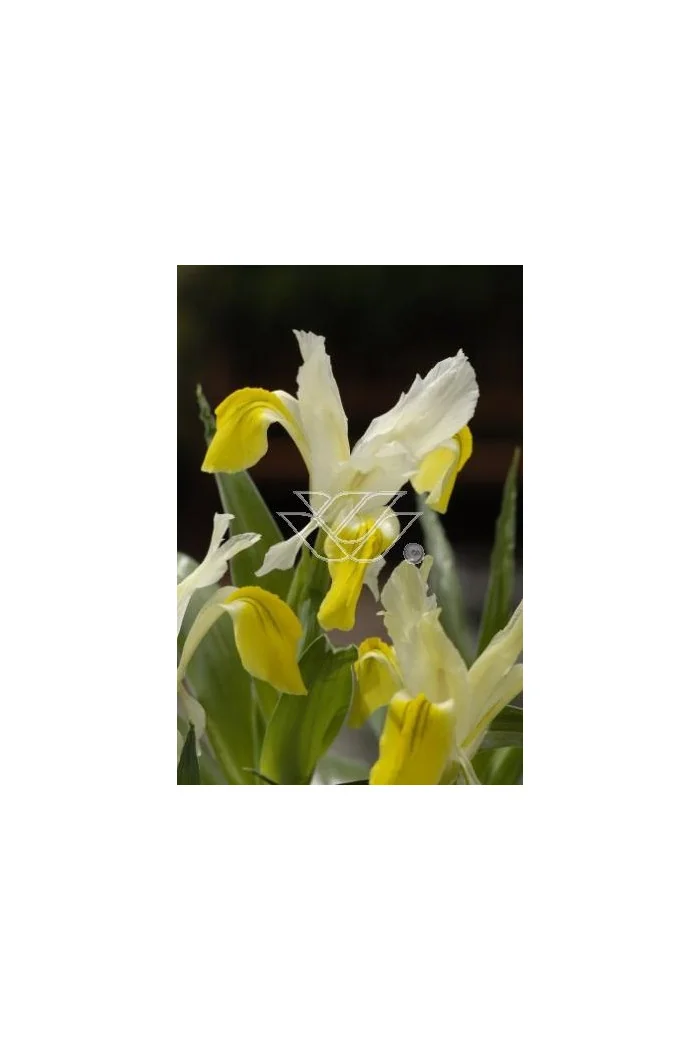 Kosaciec (Irys) bucharski Iris bucharica