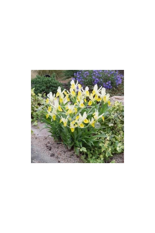 Kosaciec (Irys) bucharski Iris bucharica