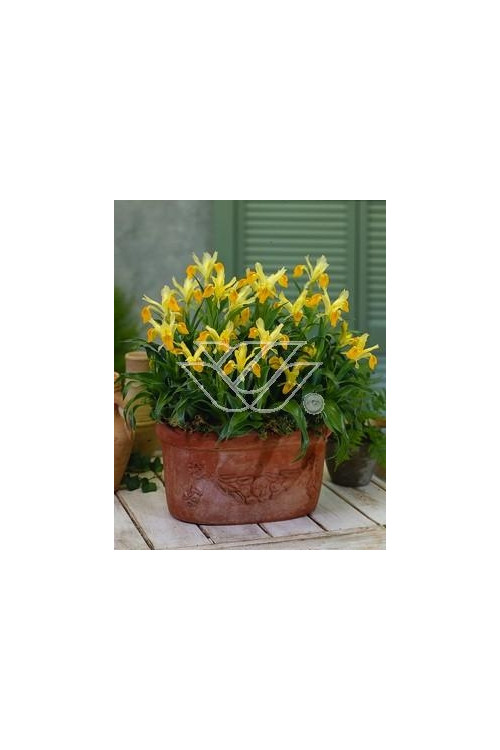 Kosaciec (Irys) bucharski Iris bucharica