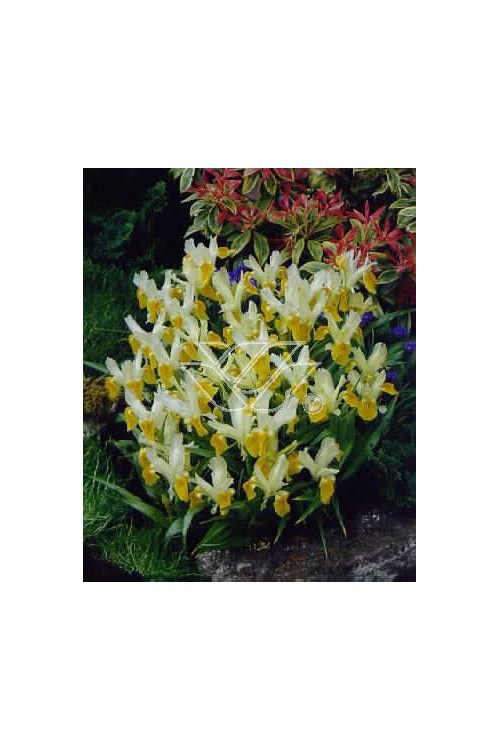 Kosaciec (Irys) bucharski Iris bucharica