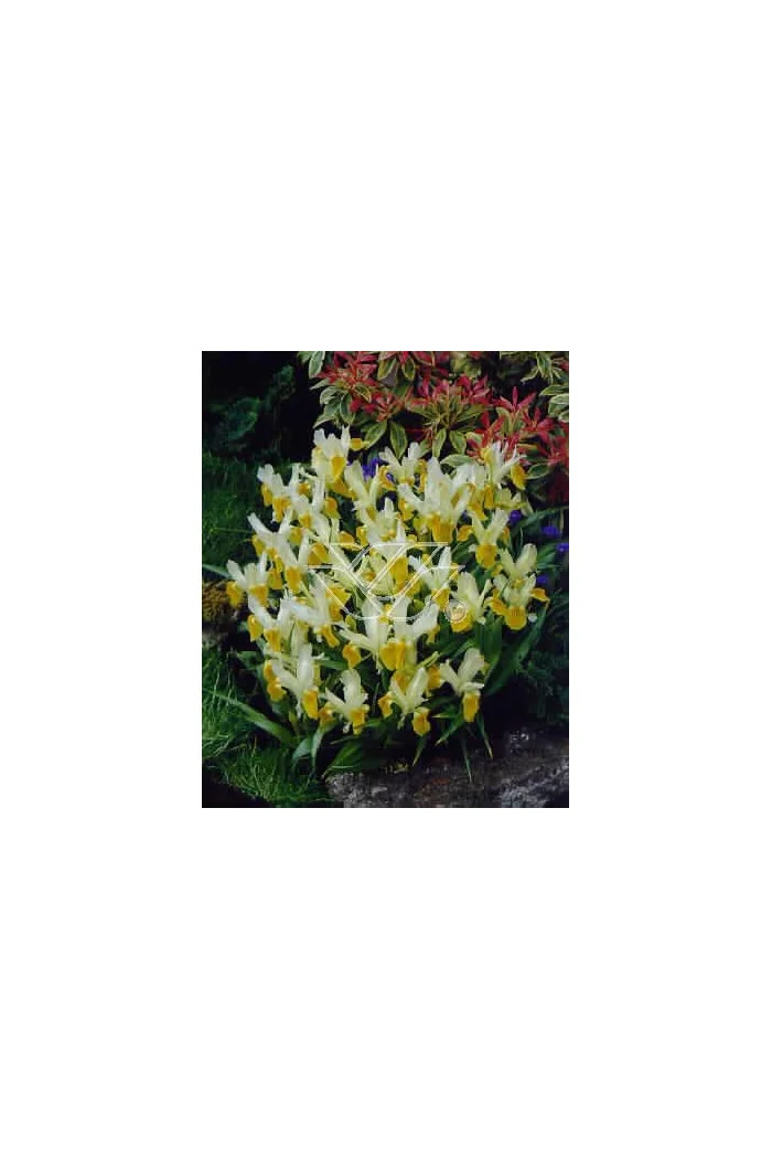 Kosaciec (Irys) bucharski Iris bucharica