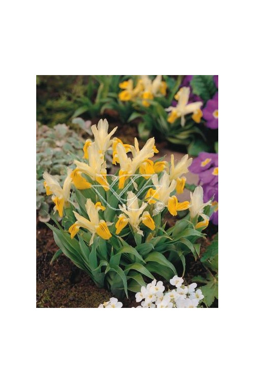 Kosaciec (Irys) bucharski Iris bucharica