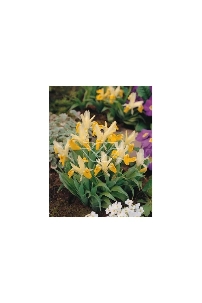 Kosaciec (Irys) bucharski Iris bucharica