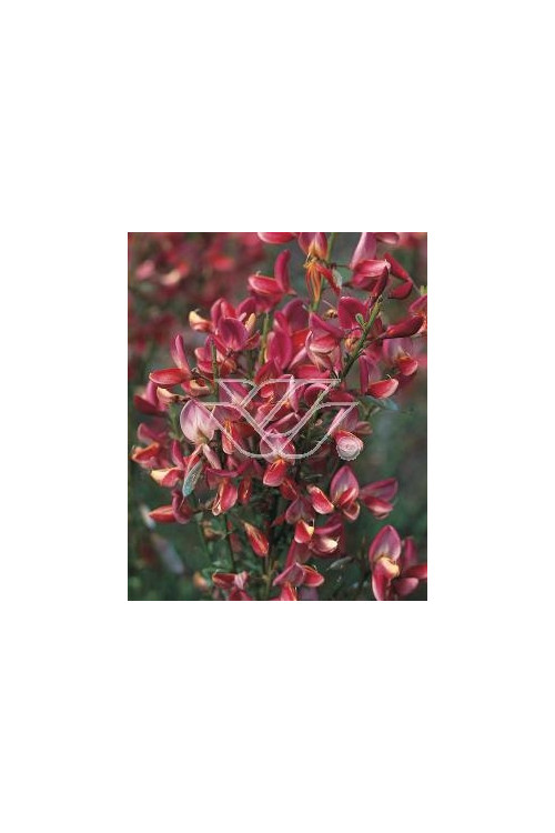 Żarnowiec / Szczodrzeniec miotlasty 'Dragonfly' Cytisus scoparius