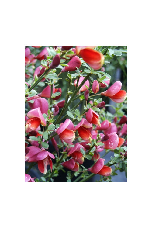 Żarnowiec / Szczodrzeniec miotlasty 'Dragonfly' Cytisus scoparius