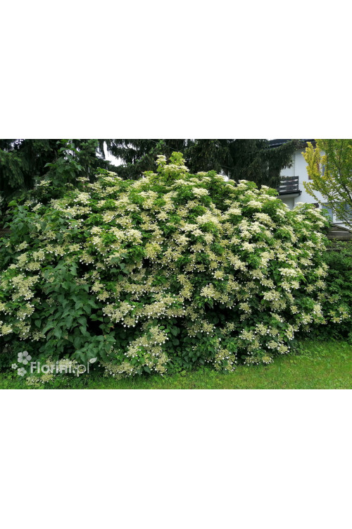 Hortensja pnąca | Hydrangea petiolaris