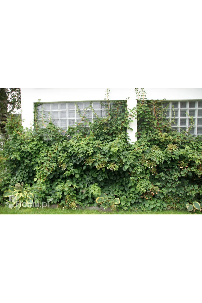 Hortensja pnąca | Hydrangea petiolaris