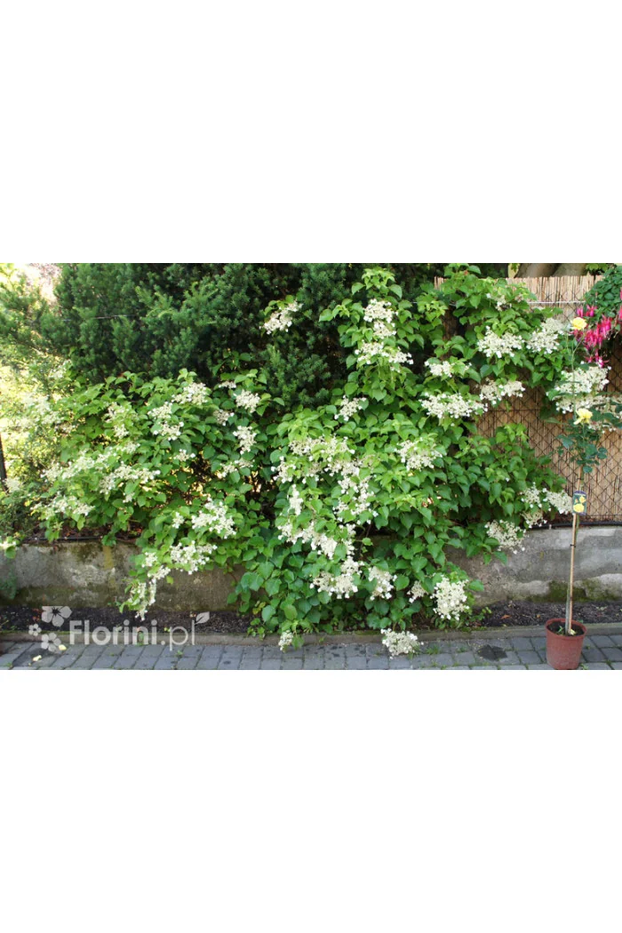 Hortensja pnąca | Hydrangea petiolaris