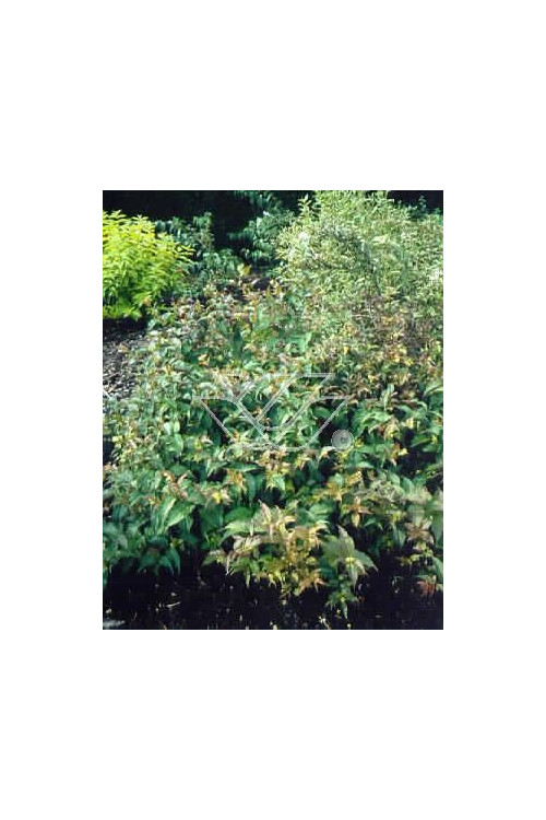 Diervilla / Zadrzewinka Diervilla splendens