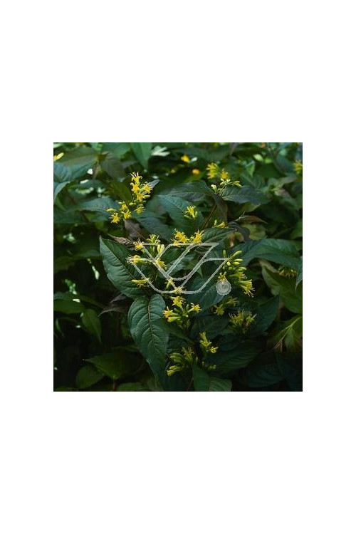 Diervilla / Zadrzewinka Diervilla splendens