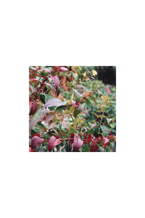 Diervilla / Zadrzewinka Diervilla splendens