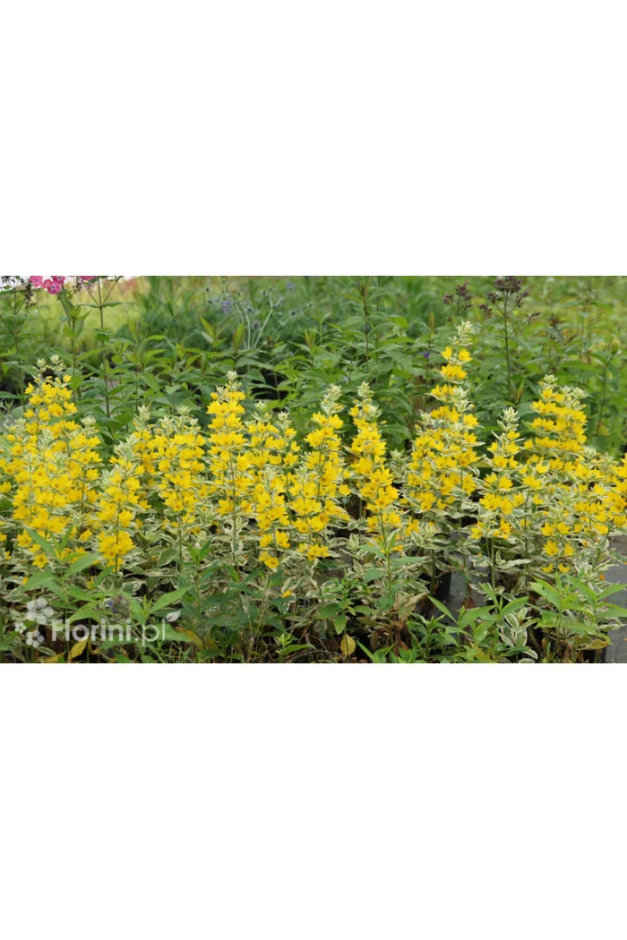 tojeść, tojeść Alexander, Lysimachia