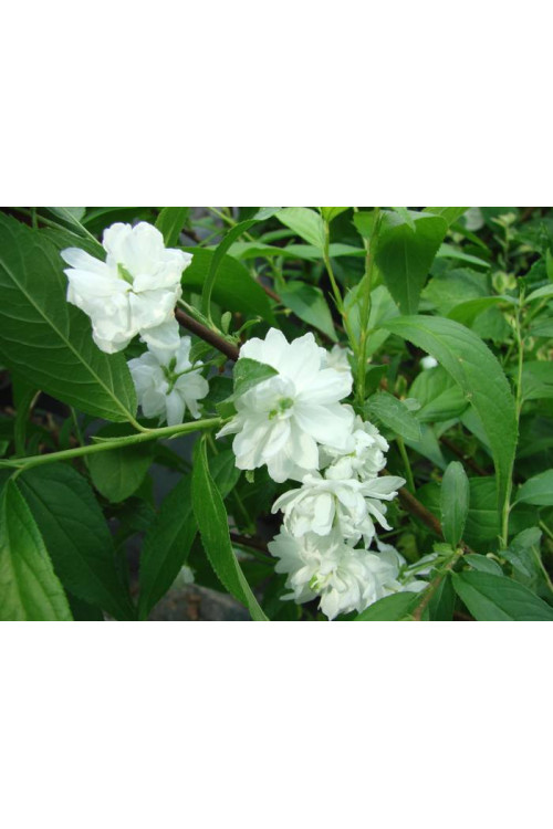 Wiśnia gruczołkowata 'Alba Plena' | Prunus glandulosa