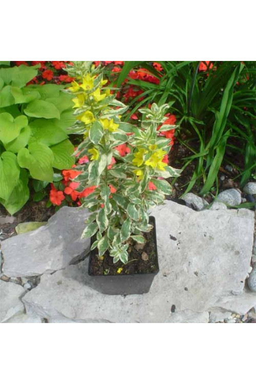 tojeść, tojeść Alexander, Lysimachia