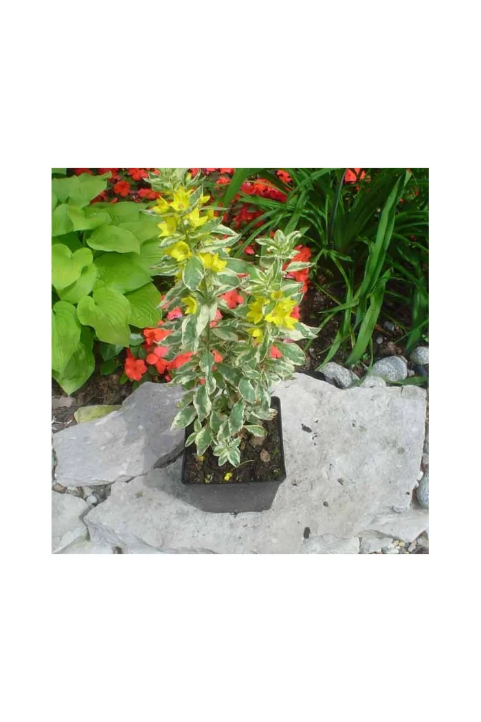 tojeść, tojeść Alexander, Lysimachia