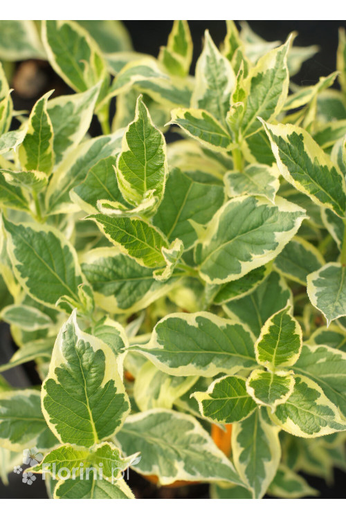 Krzewuszka cudowna 'Nana Variegata' Weigela florida