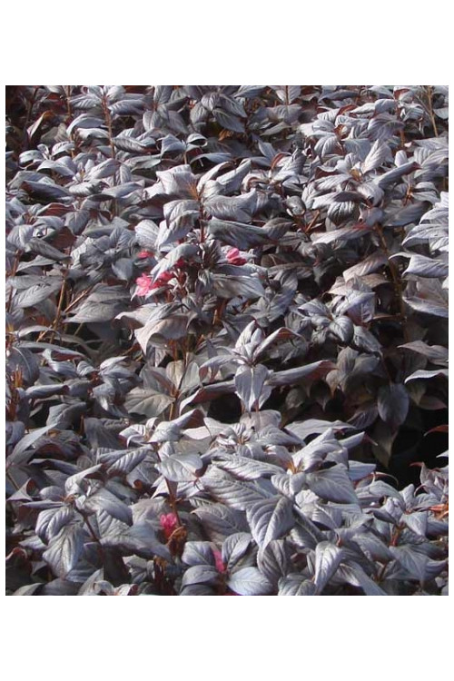 Krzewuszka cudowna 'Minor Black' | Weigela florida