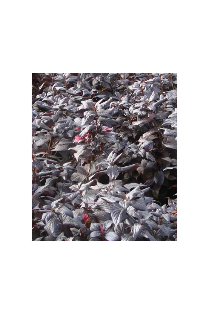 Krzewuszka cudowna 'Minor Black' | Weigela florida