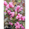 Krzewuszka cudowna 'Minor Black' | Weigela florida