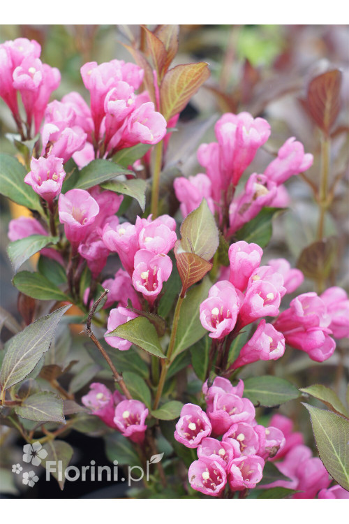 Krzewuszka cudowna 'Minor Black' | Weigela florida