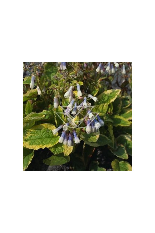 Żywokost wielkokwiatowy 'Goldsmith' Symphytum grandiflorum