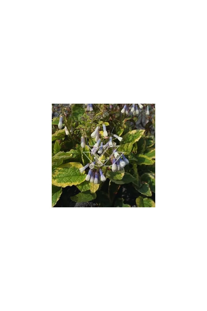 Żywokost wielkokwiatowy 'Goldsmith' Symphytum grandiflorum