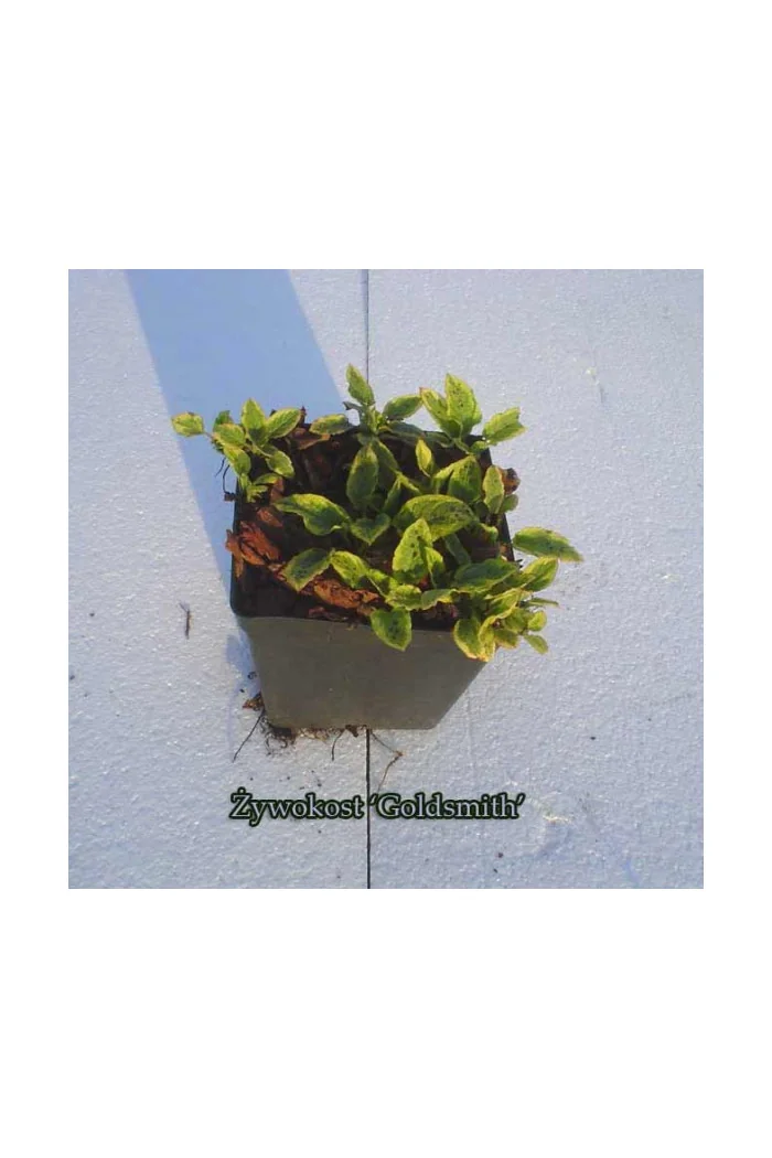 Żywokost wielkokwiatowy 'Goldsmith' Symphytum grandiflorum