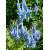 Kokorycz pogięta Corydalis flexuosa
