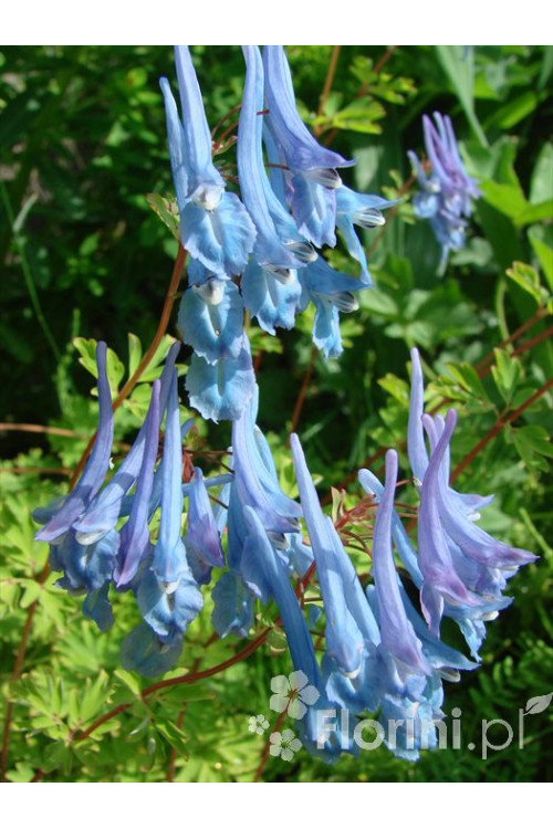 Kokorycz pogięta Corydalis flexuosa