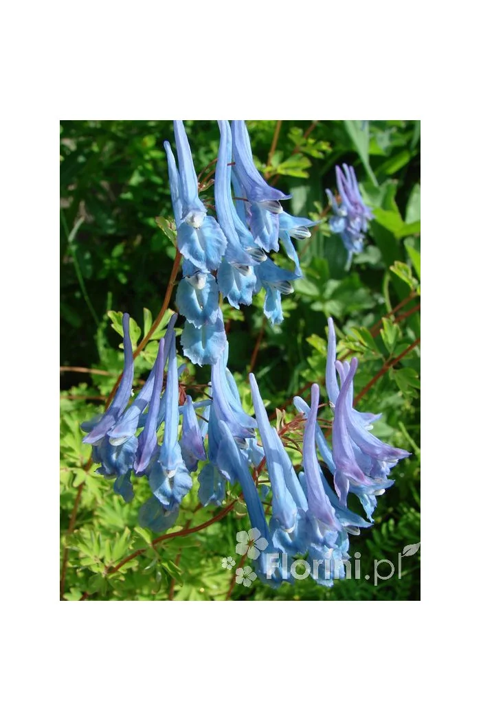 Kokorycz pogięta Corydalis flexuosa
