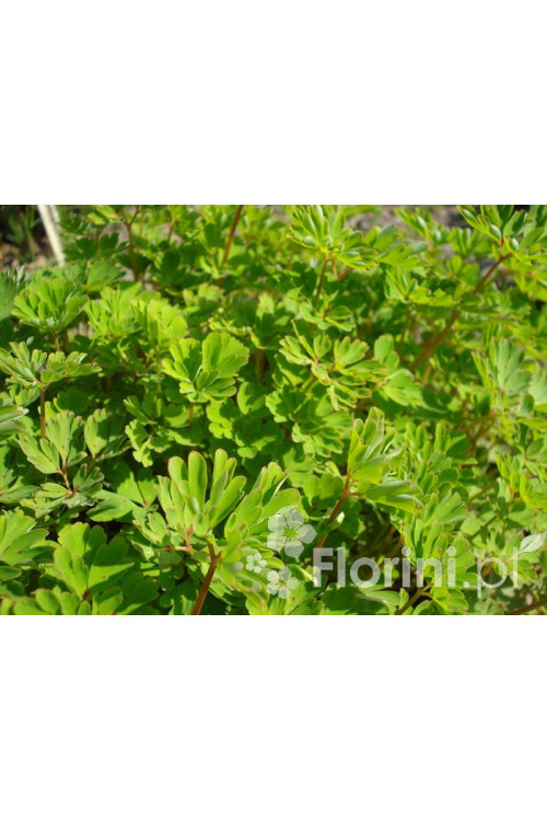 Kokorycz pogięta Corydalis flexuosa