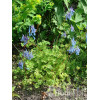 Kokorycz pogięta Corydalis flexuosa