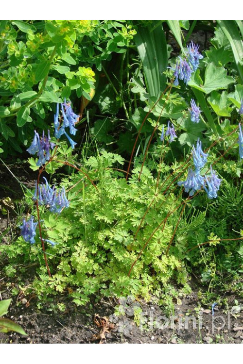 Kokorycz pogięta Corydalis flexuosa
