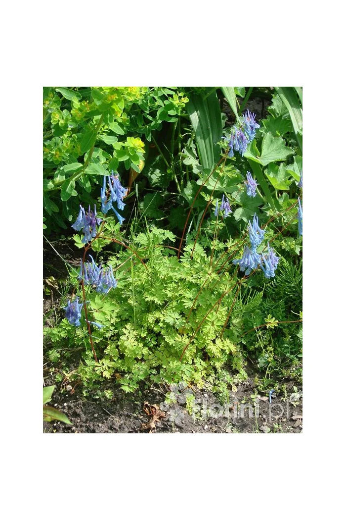 Kokorycz pogięta Corydalis flexuosa