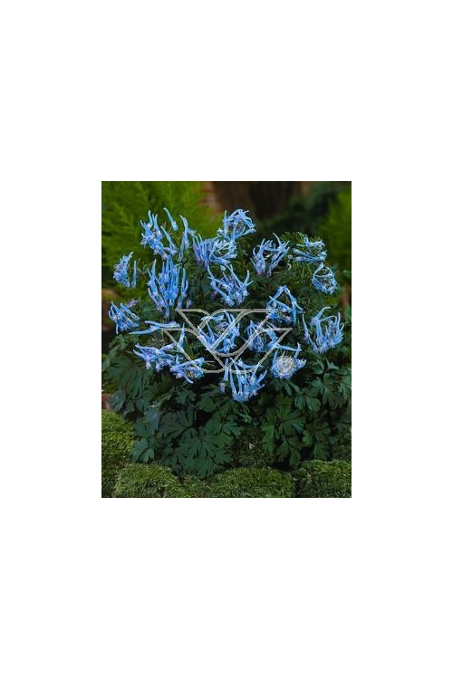 Kokorycz pogięta Corydalis flexuosa