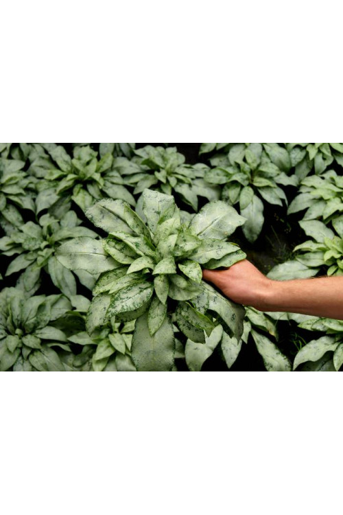 Miodunka 'Cotton Cool' Pulmonaria