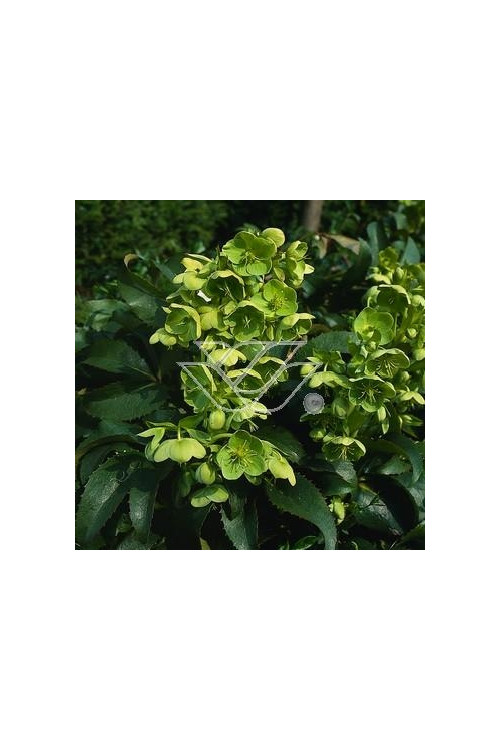 Ciemiernik korsykański Helleborus argutifolius