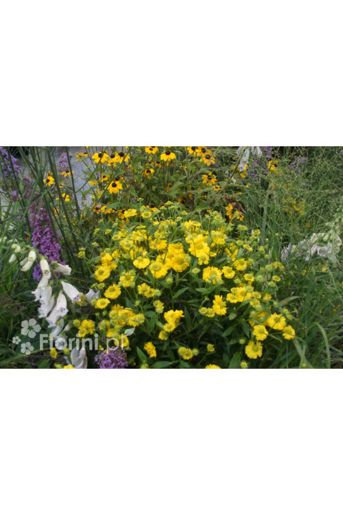 Dzielżan 'Double Trouble' Helenium