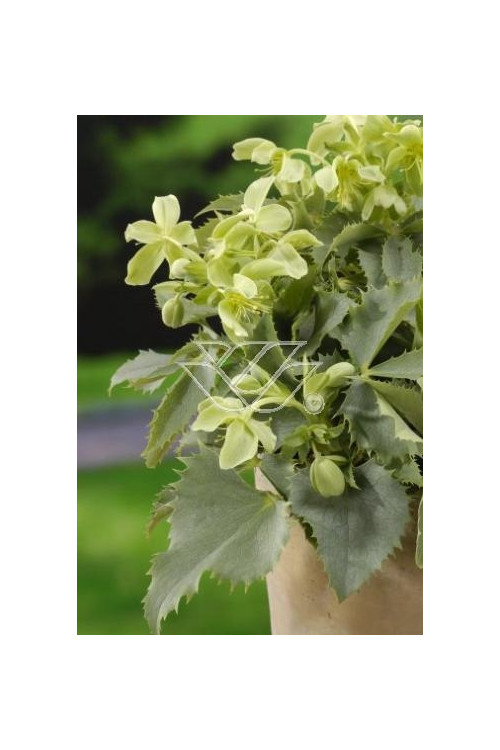 Ciemiernik korsykański Helleborus argutifolius