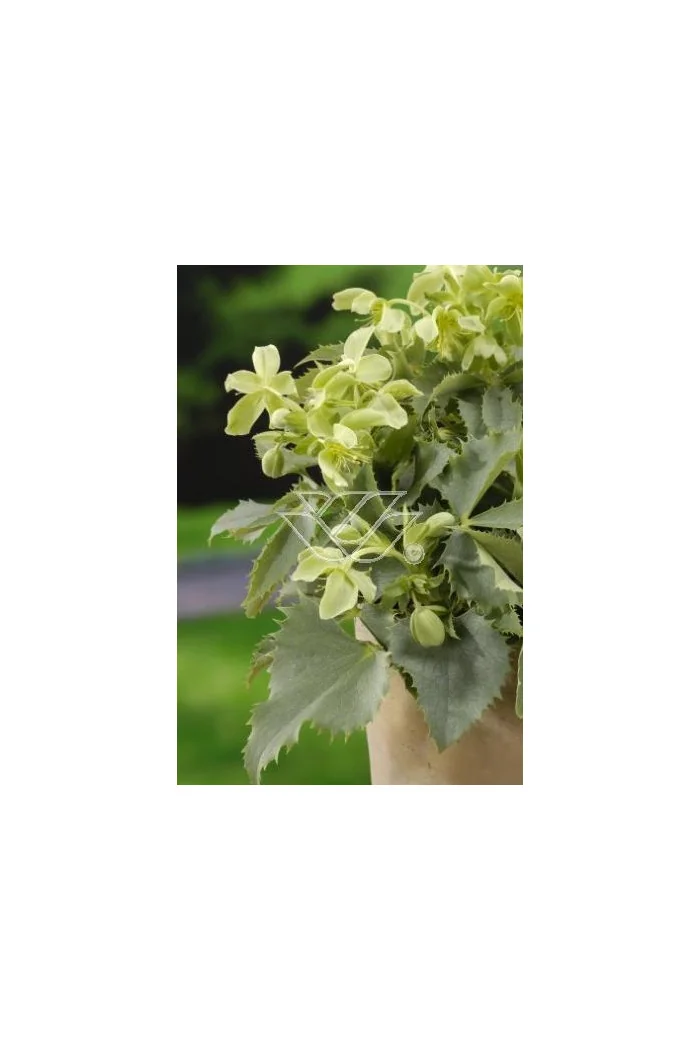 Ciemiernik korsykański Helleborus argutifolius