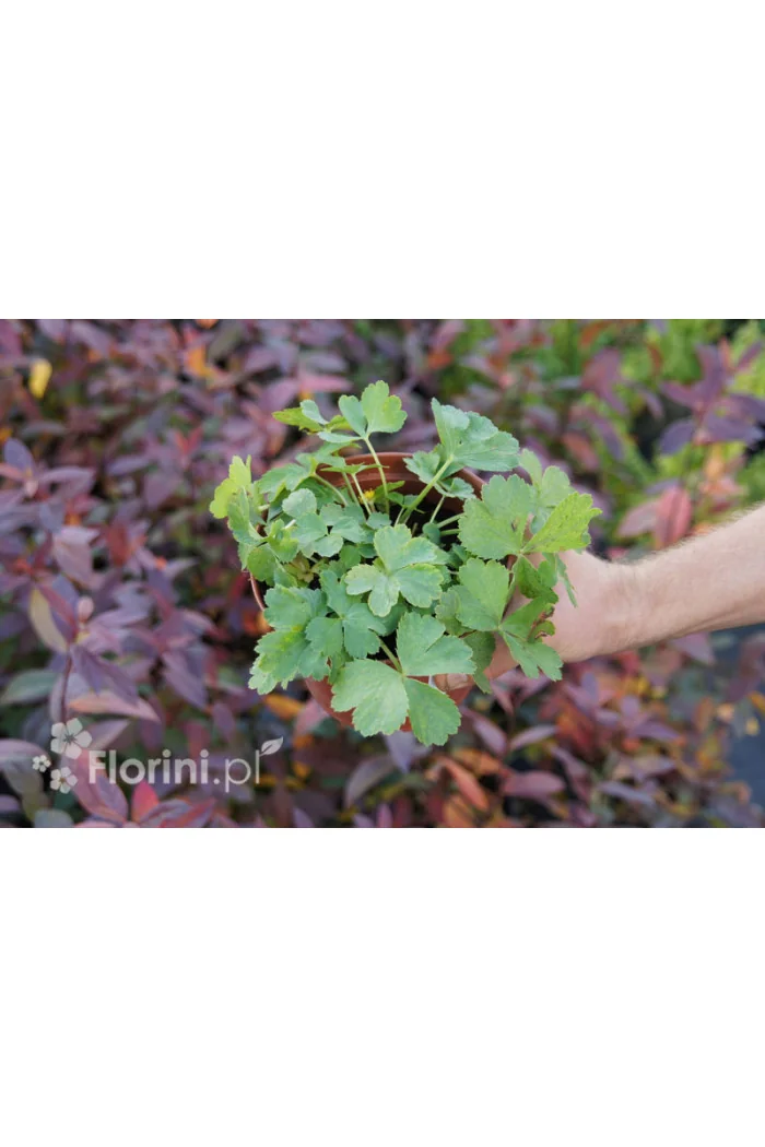 Cieszynianka wiosenna Hacquetia epipactis