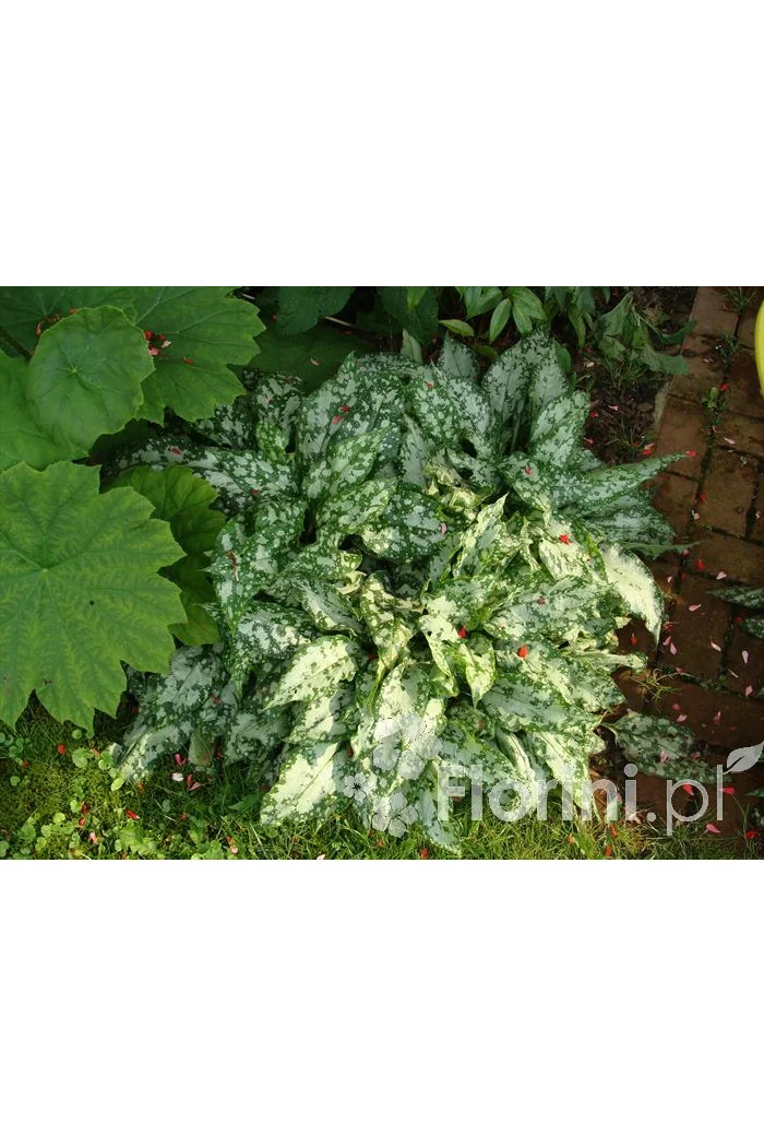 Miodunka 'Mountain Magic' Pulmonaria