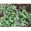 Miodunka 'Mountain Magic' Pulmonaria