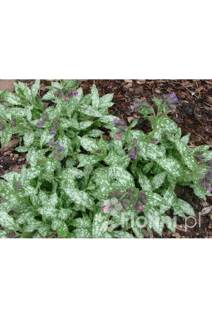 Miodunka 'Mountain Magic' Pulmonaria