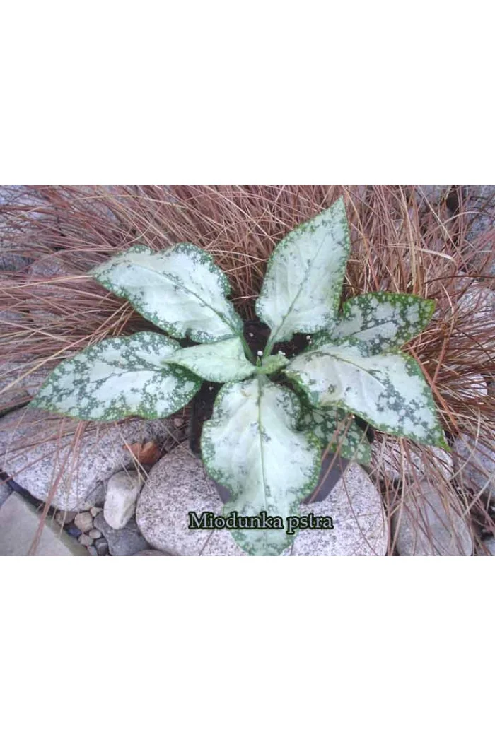 Miodunka 'Mountain Magic' Pulmonaria