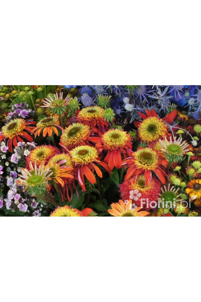 jeżówka, jeżówka Summer Salsa,echinacea, echinacea Summer Salsa